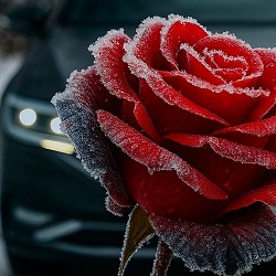 Maestro Barsik - Розовий туман