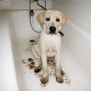 KARYOTYPE - Шорсткий язик