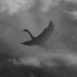 Гурт Тварини - Пташина