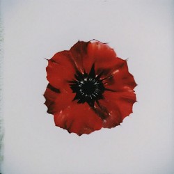 Kolibri, Zlata Ko - Червоний мак
